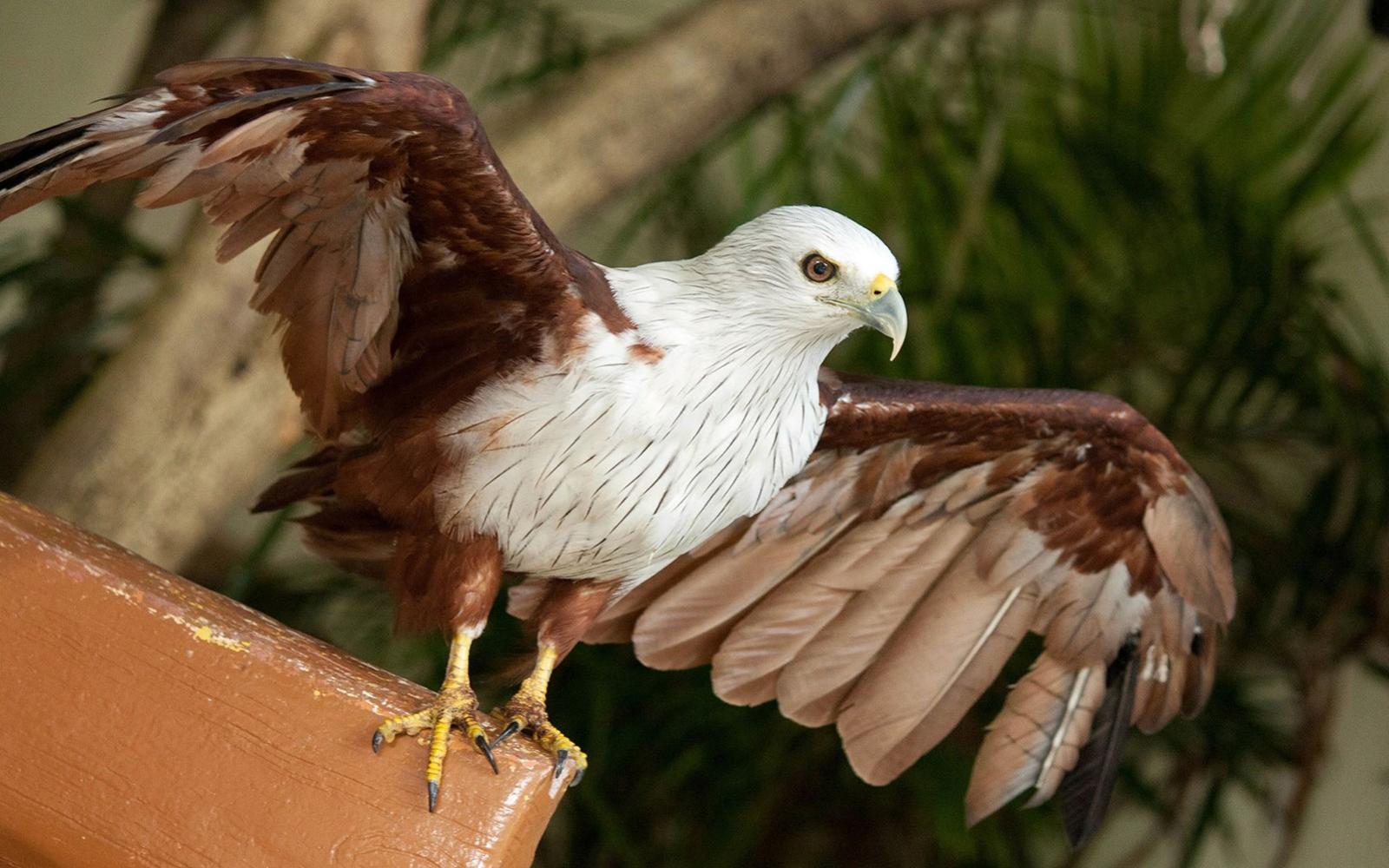 Kuala Lumpur Bird Park Tickets