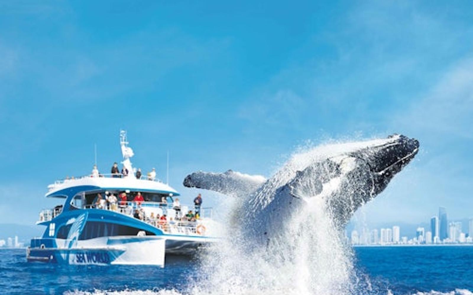 Whale Watching Cruise Gold Coast
