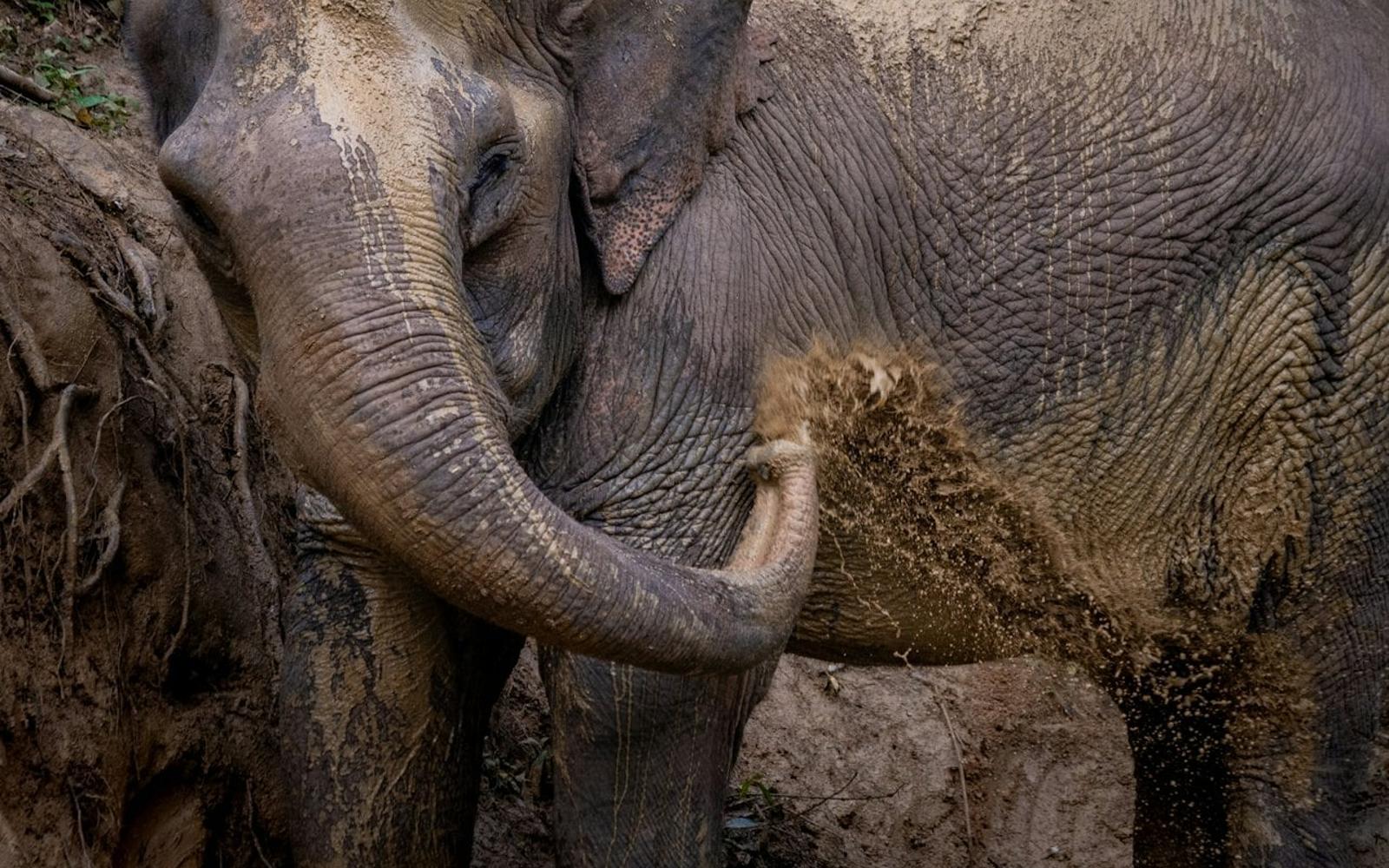 Hidden Forest Elephant Reserve: Guided Tour + Roundtrip Transport
