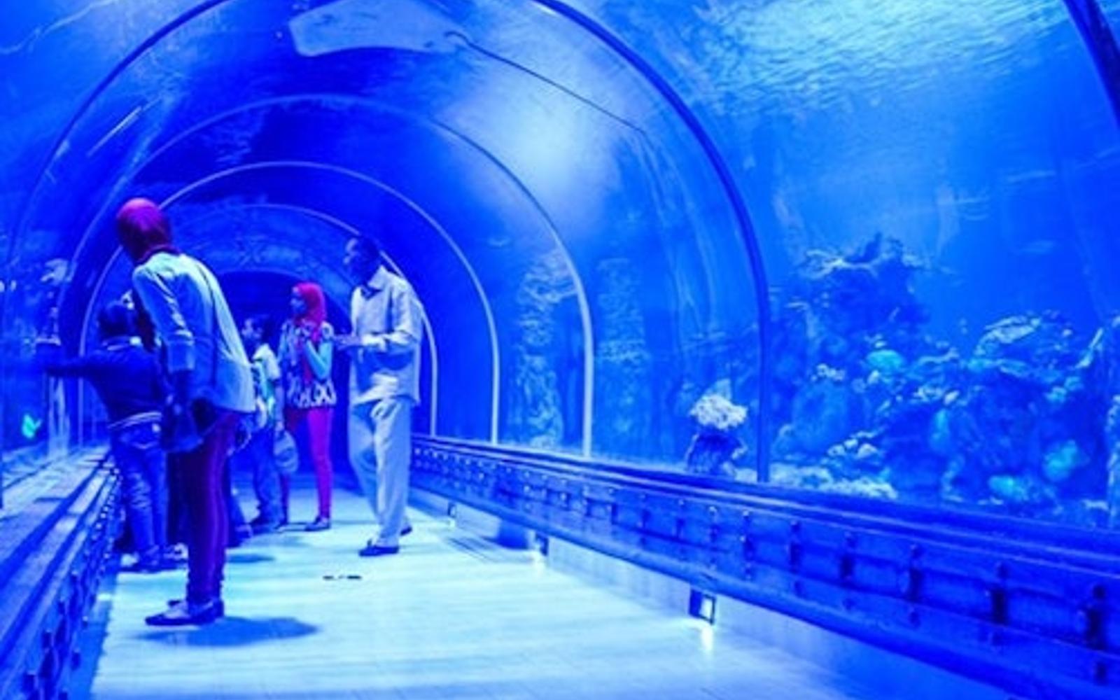 Hurghada Grand Aquarium: Entry Ticket + Roundtrip Transport at Hurghada Grand Aquarium, Hurghada