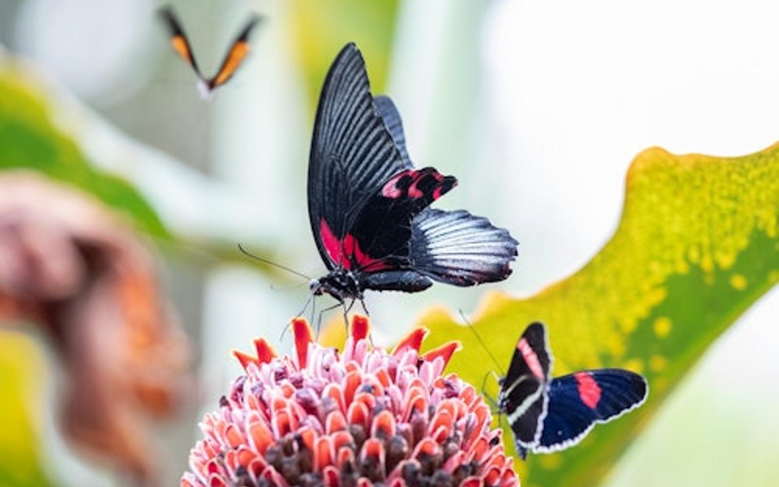 Cockrell Butterfly Center at the Houston Museum of Natural Science: Entry Ticket