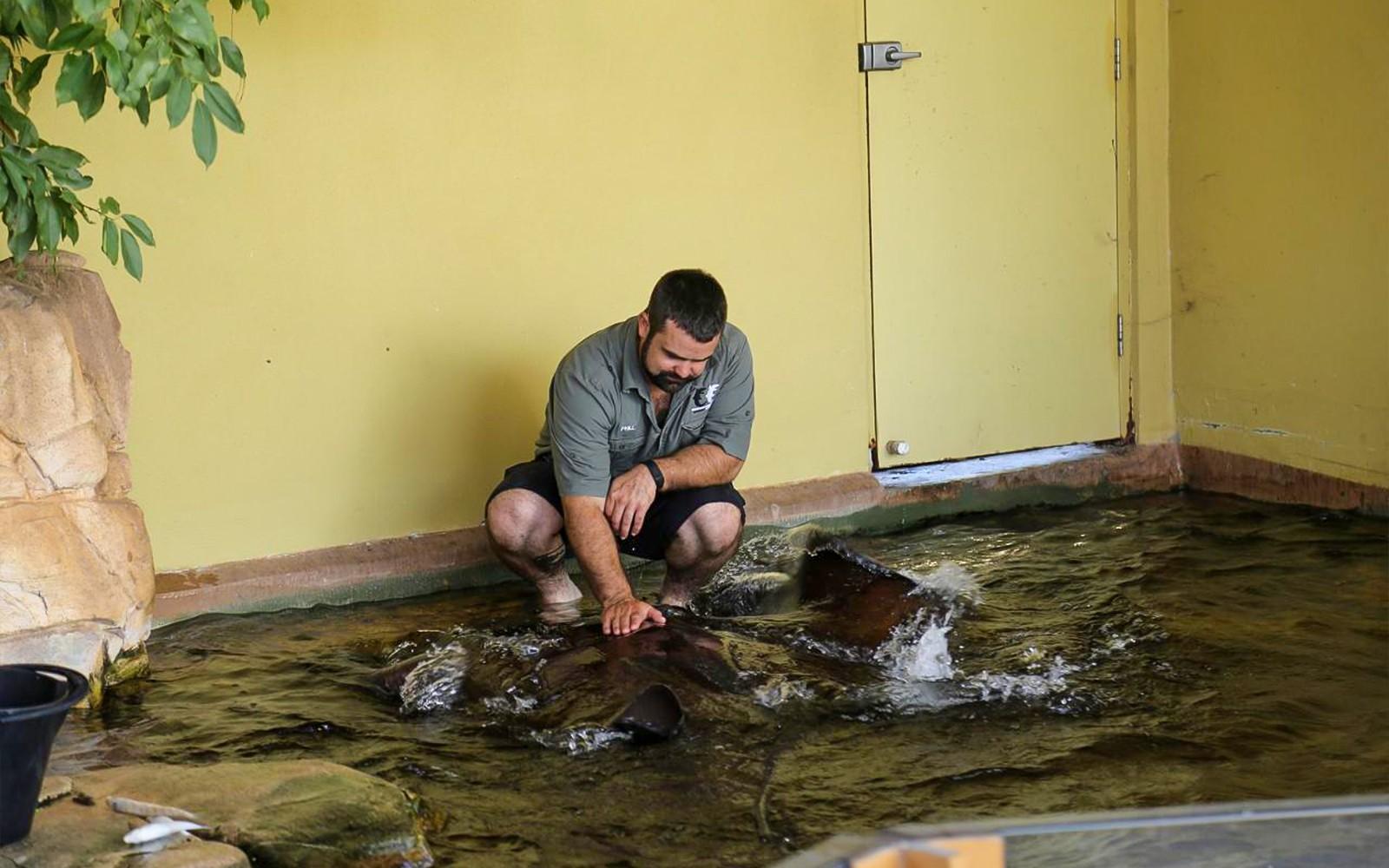 Crocosaurus Cove Tickets with Whipray Encounter
