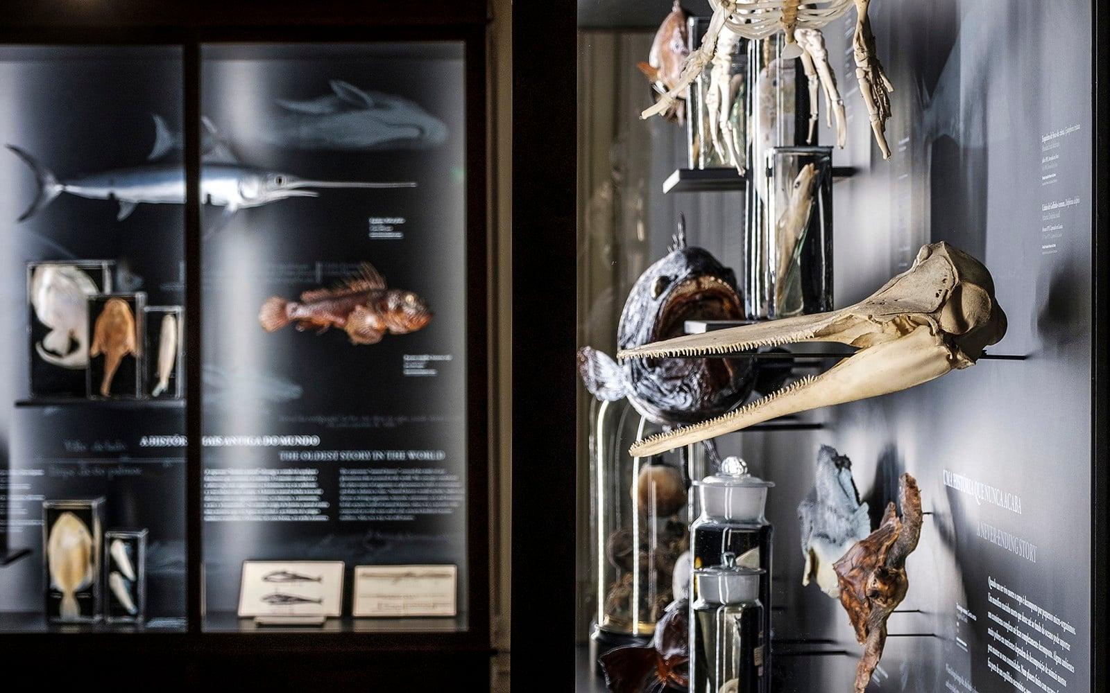 Tiket ke Akuarium Vasco da Gama di Lisbon tickets at Vasco da Gama Aquarium, Lisbon Sintra