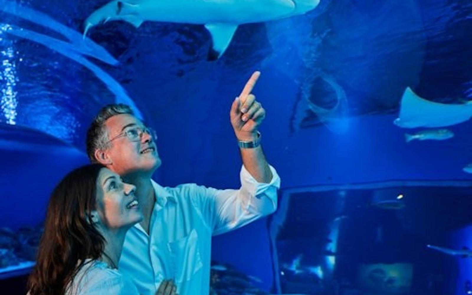 Aquari de Cairns i Tomba dels Faraons: Entrada
