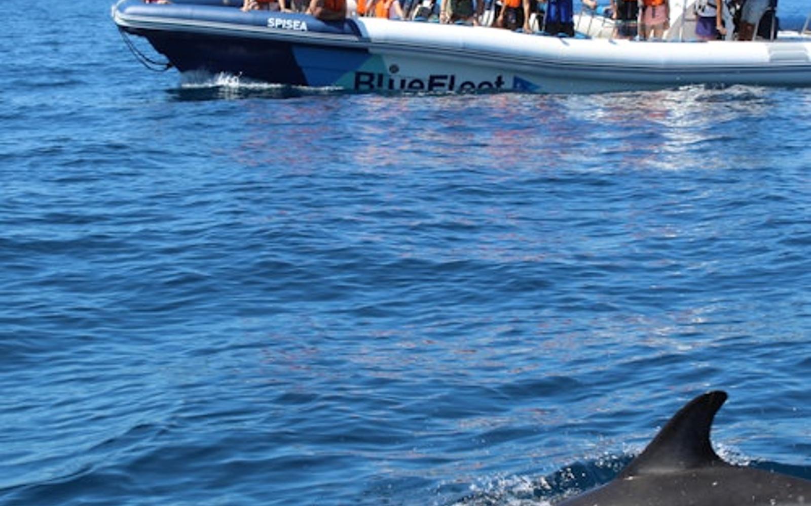 Dolphin Watching Tour from Lagos