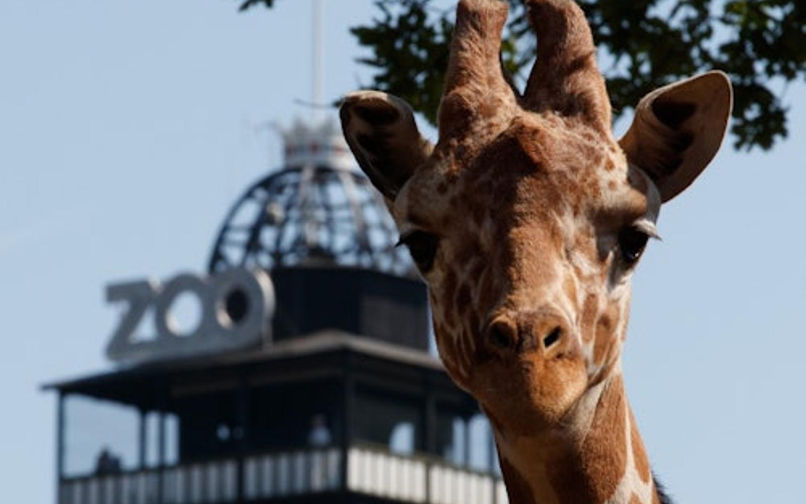 Copenhagen ZOO: Skip The Line Ticket