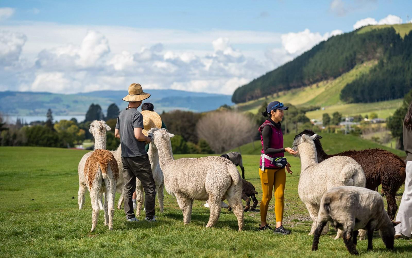 Agrodome Authentic Farm Experience Tickets, Rotorua