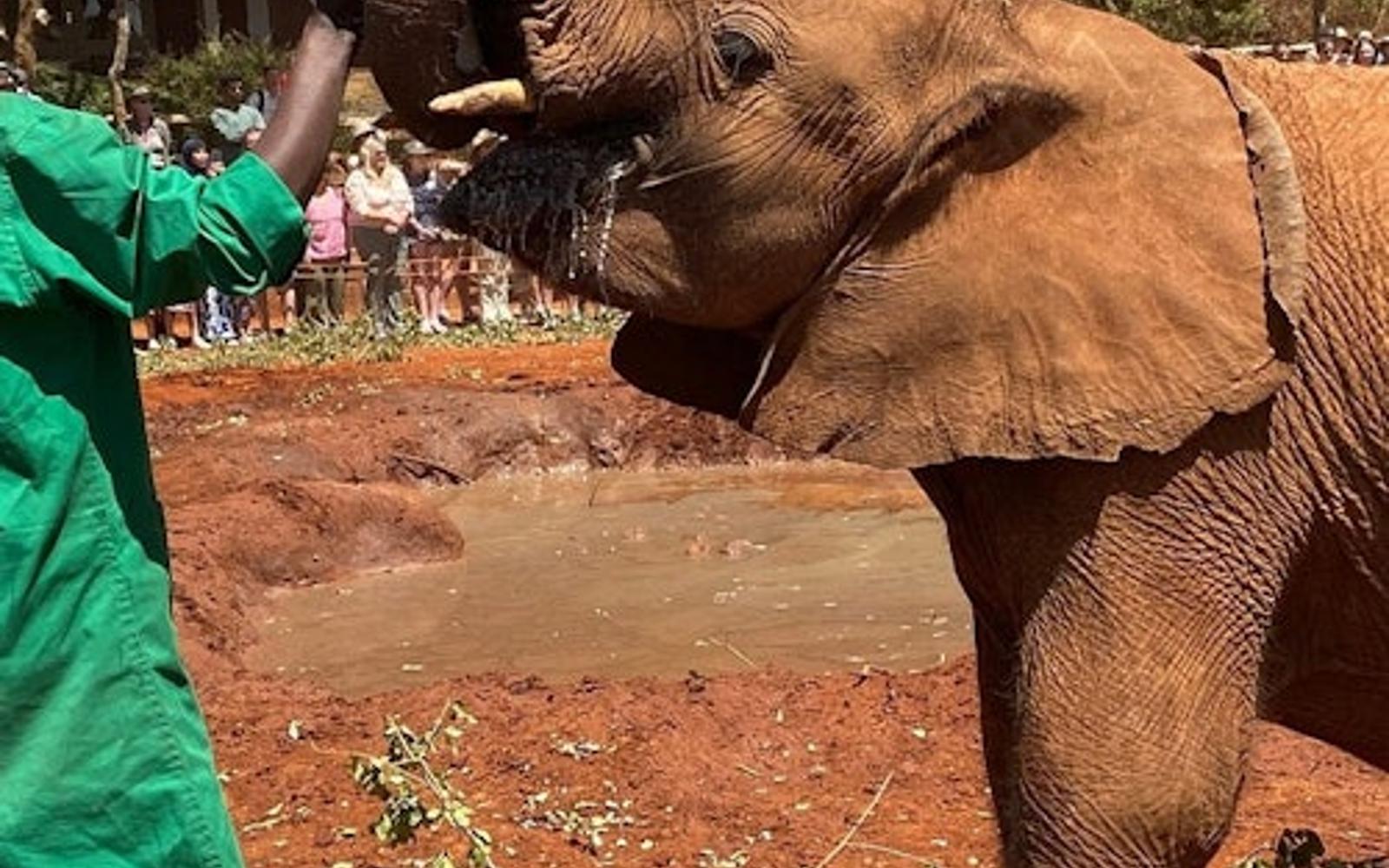 Nairobi: Elephant Orphanage, Giraffe Center + Kazuri Bead Factory Day Tour tickets, Nairobi