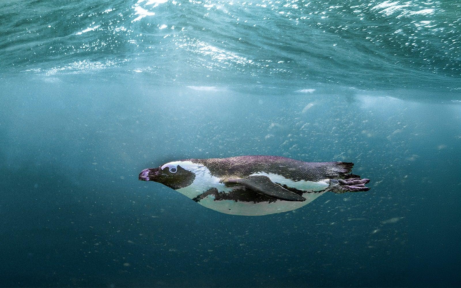 بلیط ورودی آکواریوم SEA LIFE بوسان با ووچر لاته tickets at SEA LIFE Aquarium Busan, Busan
