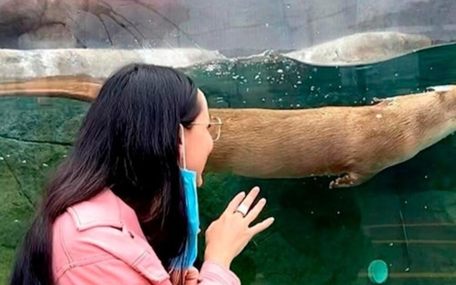 Entrada per a l'Aquari del Bioparc Gijón