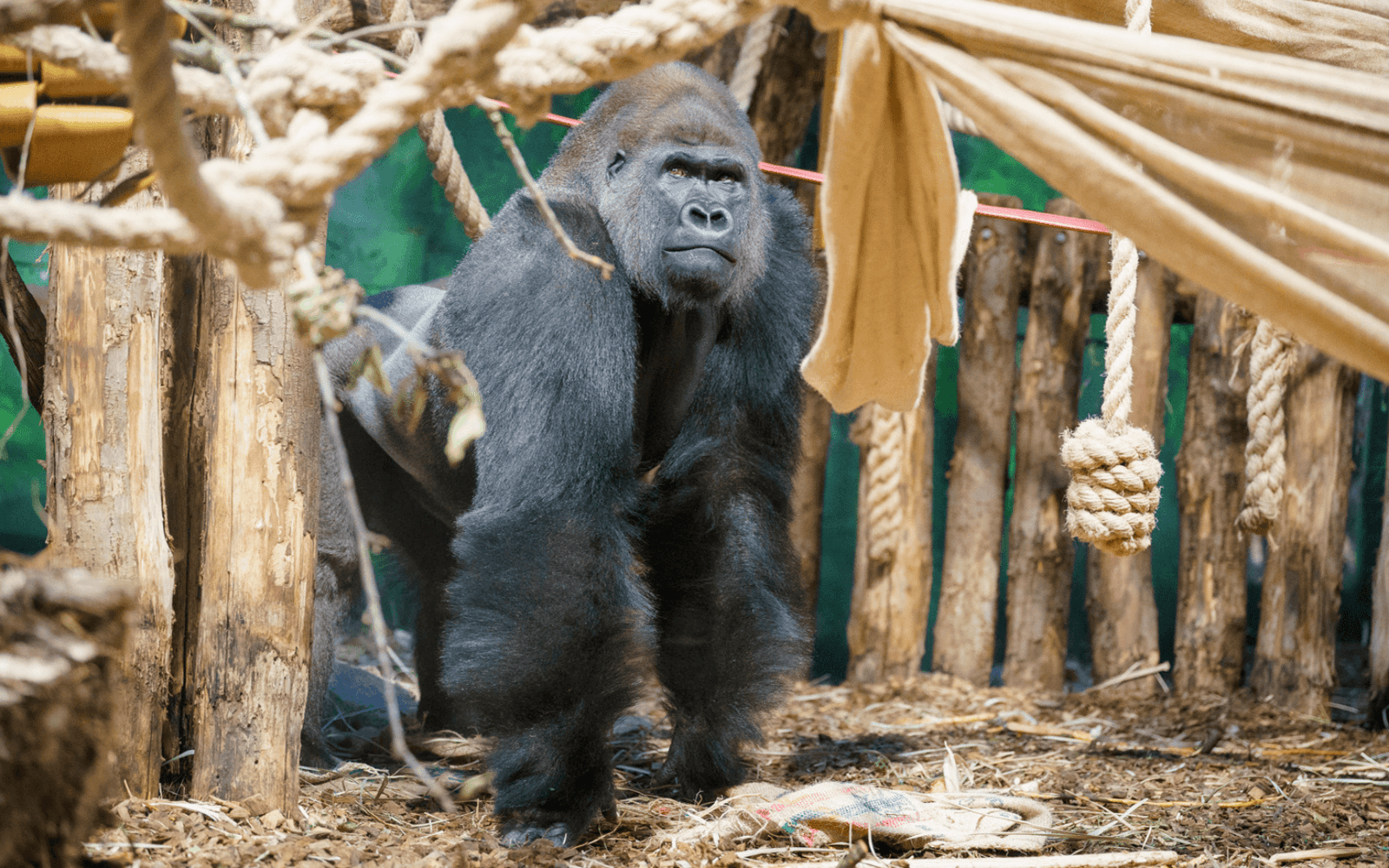 بلیت‌های باغ‌وحش لندن ZSL tickets at London Zoo, London