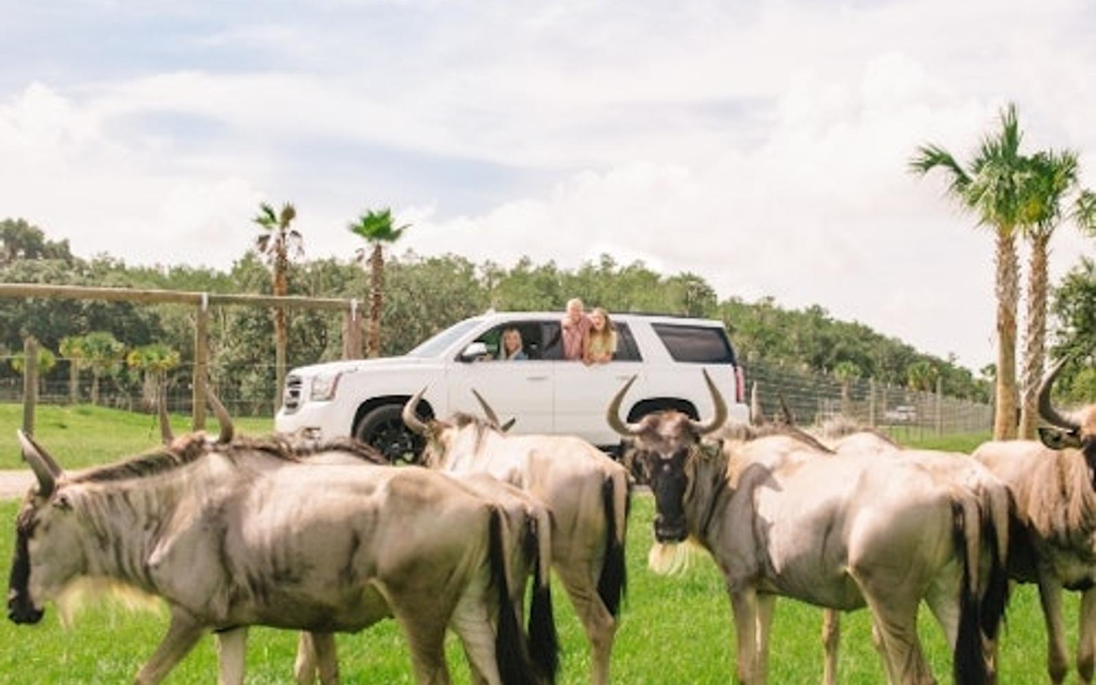 Wild Florida Drive-Thru Safari Park Admission tickets at Wild Florida Drive-Thru Safari Park, Kenansville