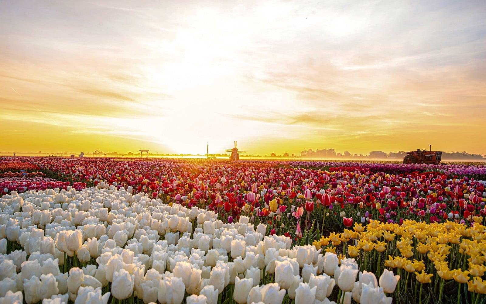 Tulip Experience-billetter med besøk i tulipanmarkene og valgfri transport fra Amsterdam tickets, Amsterdam