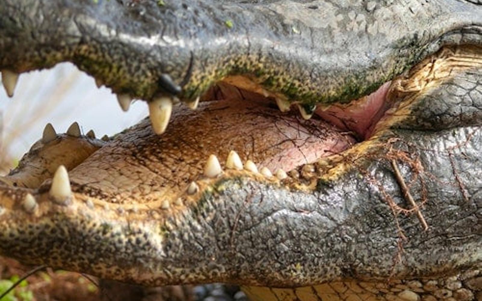 Gatorland Orlando: The Greater Gator Package