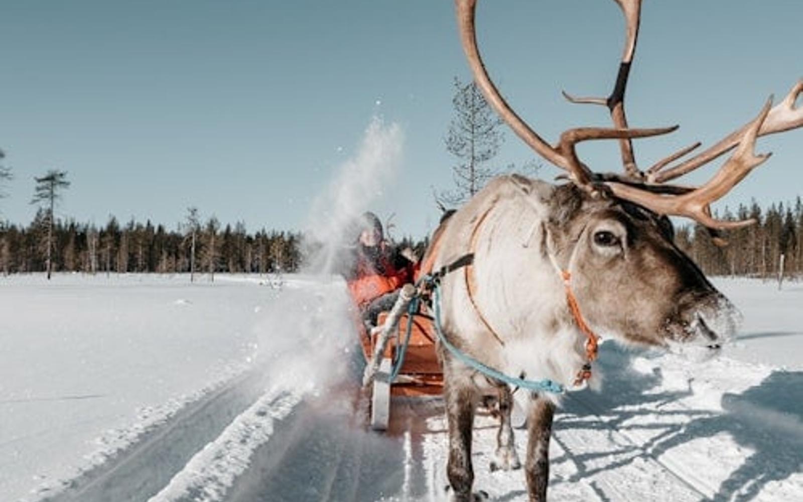 مزرعه گوزن شمالی: تور راهنما + انتقال tickets, Rovaniemi