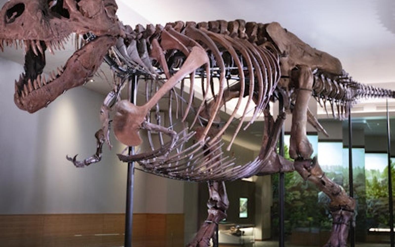Pass per il Museo di Storia Naturale Field