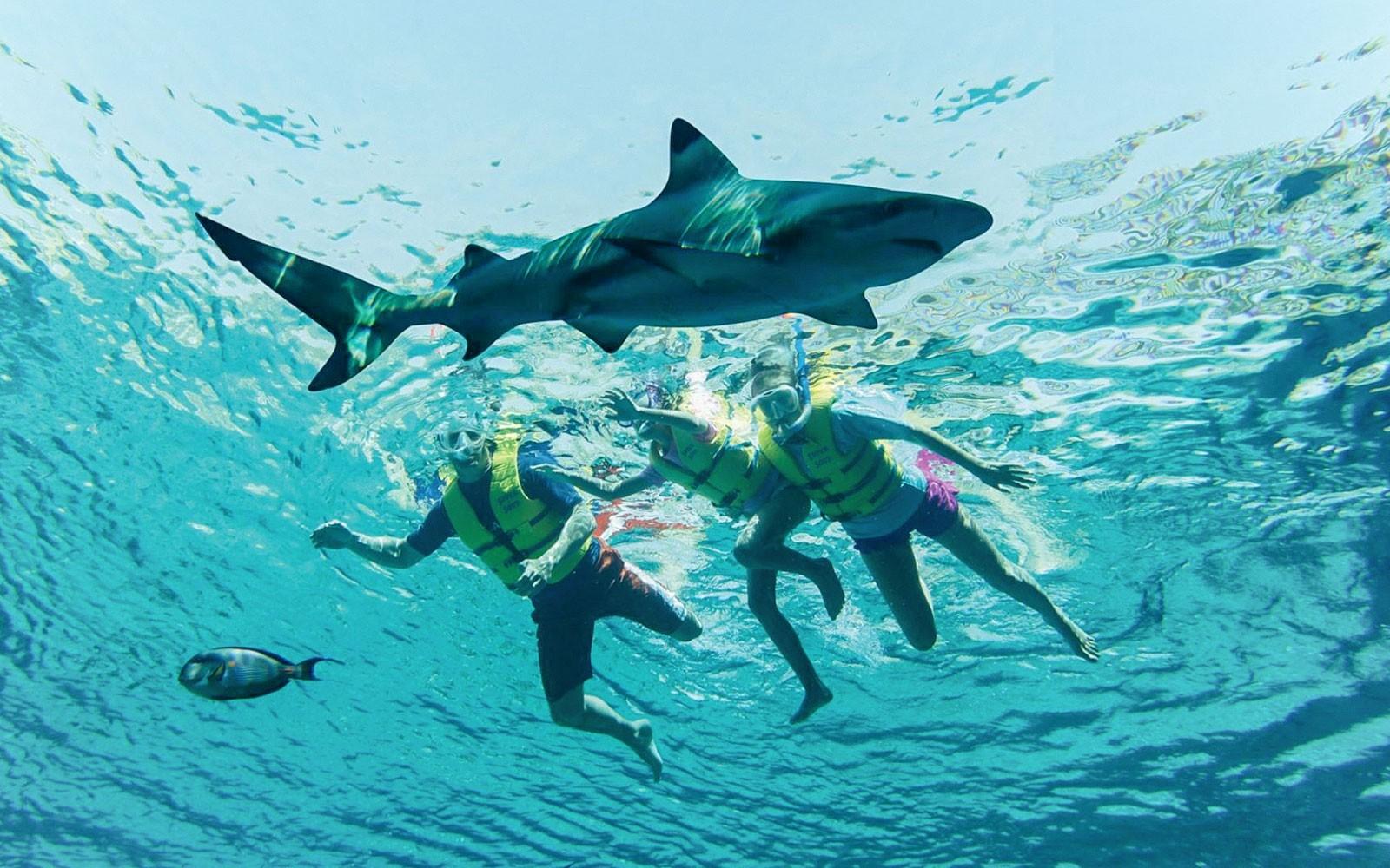 Atlantis Snorkeling & Scuba Diving tickets at Atlantis The Palm, Dubai