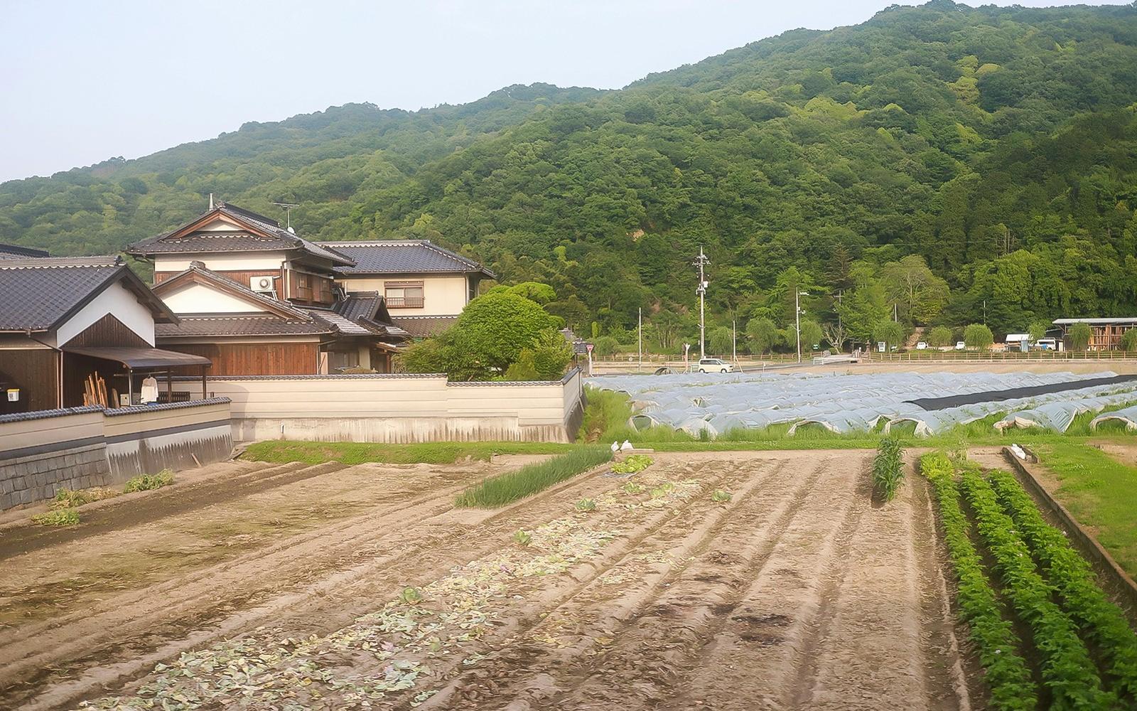 5 Day JR Okayama-Hiroshima-Yamaguchi Area Pass