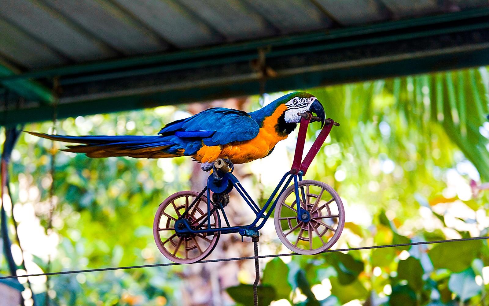 Dubai Dolphinarium: Creek Park Exotic Bird Show Tickets at Dubai Dolphinarium, Dubai