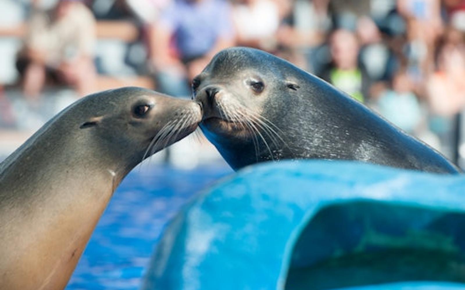 Marineland Mallorca: Skip The Line Ticket