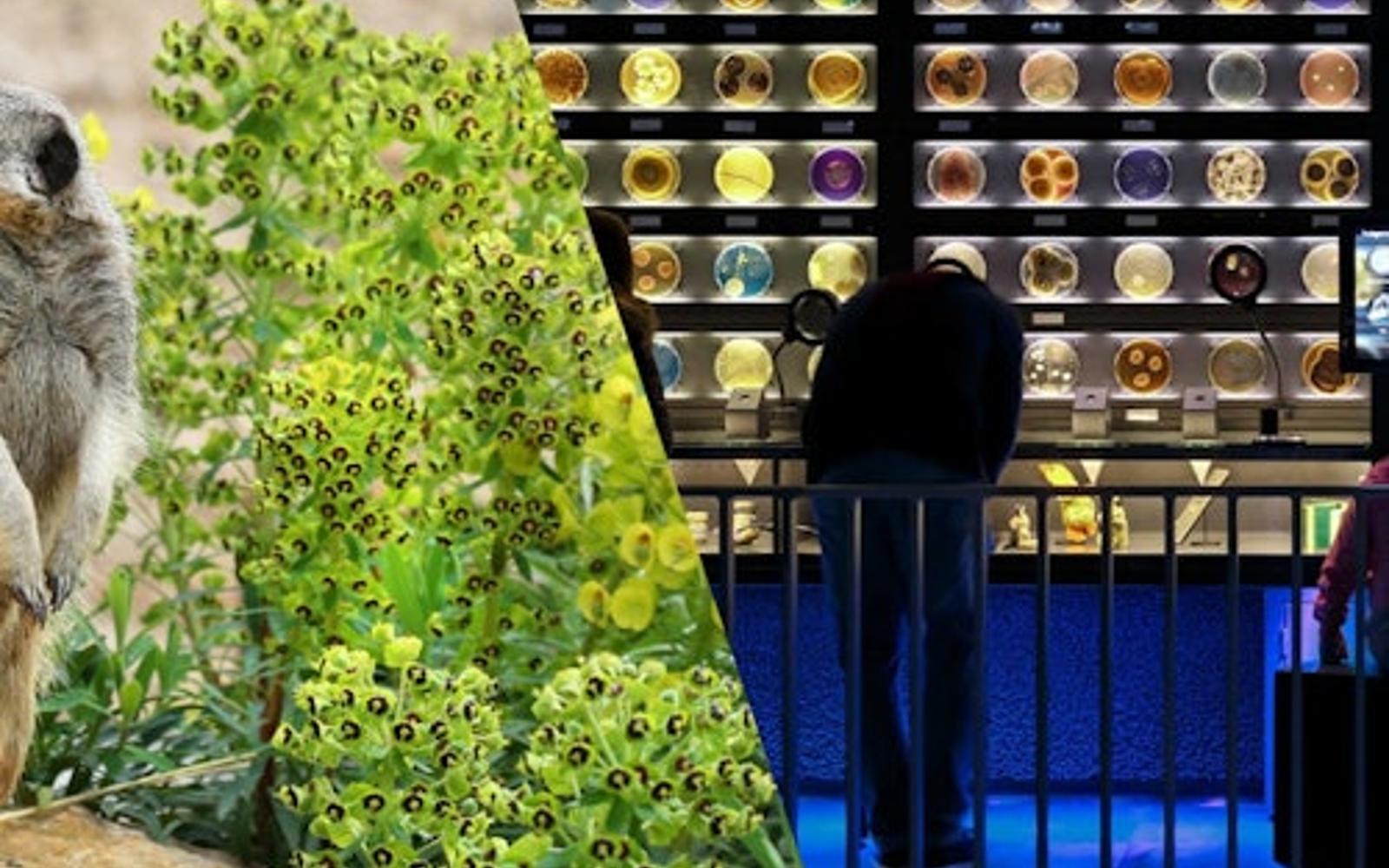 بلیط ورود بدون صف به باغ‌وحش سلطنتی ARTIS آمستردام و میکروپیا tickets at ARTIS Amsterdam Royal Zoo, Amsterdam