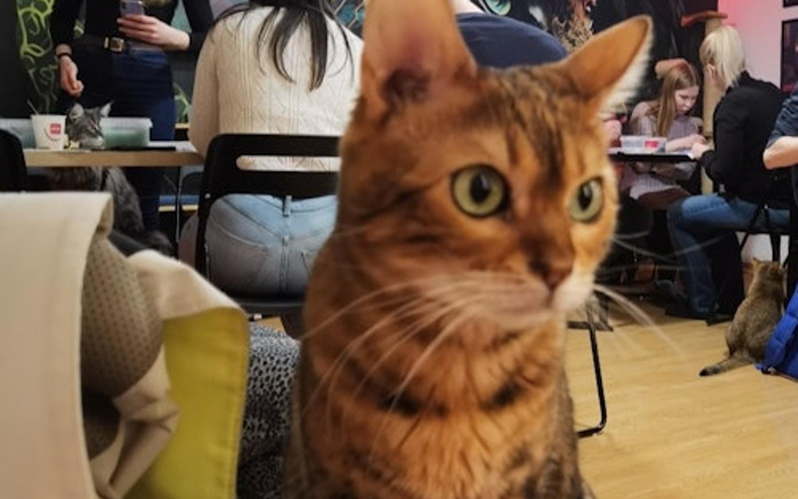 Cat Museum Budapest: Guided Acrylic Painting Workshop
