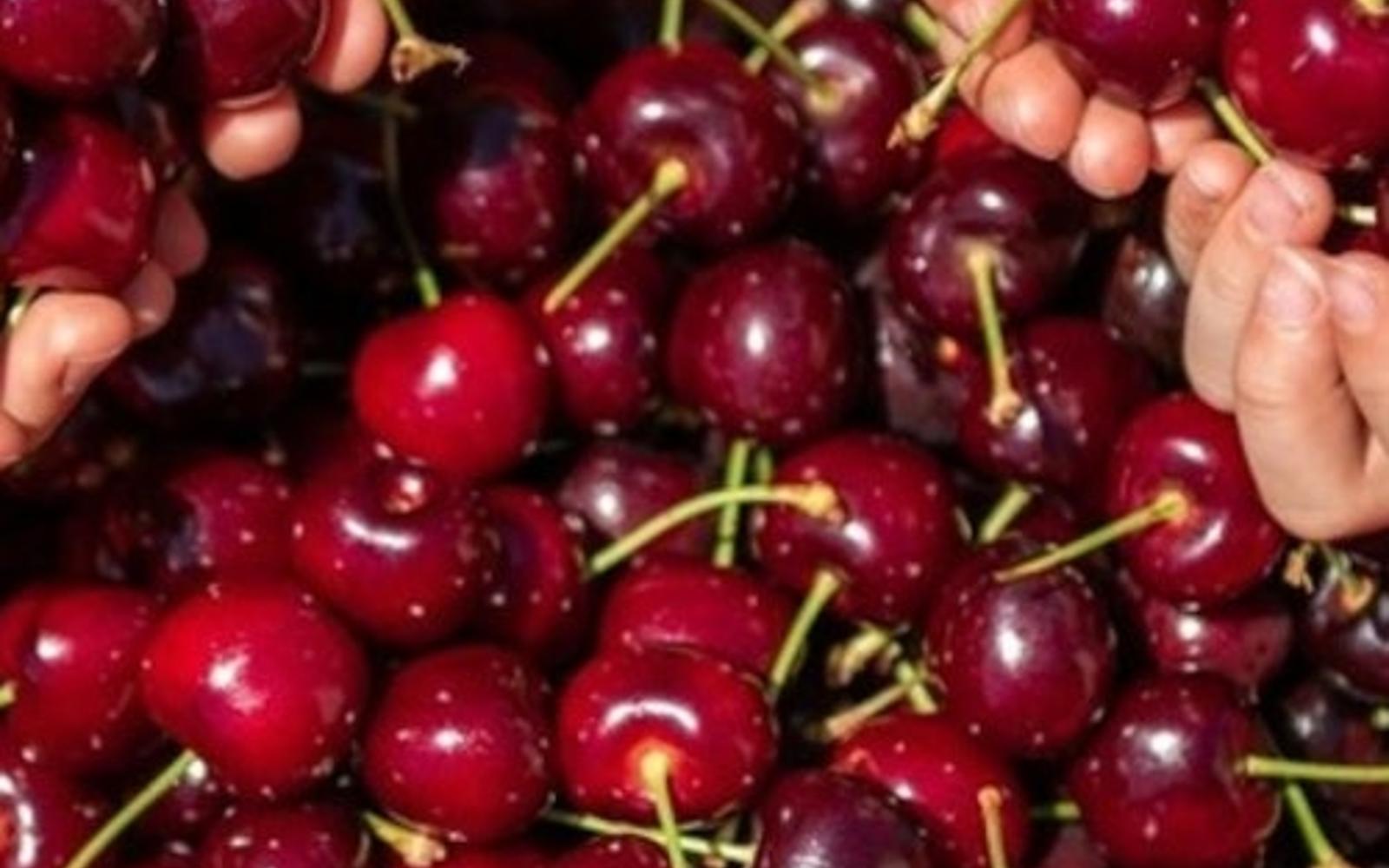 Melbourne: Przejazd zabytkowym pociągiem parowym Puffing Billy + Zbieranie Czereśni & Degustacja Czekolady
