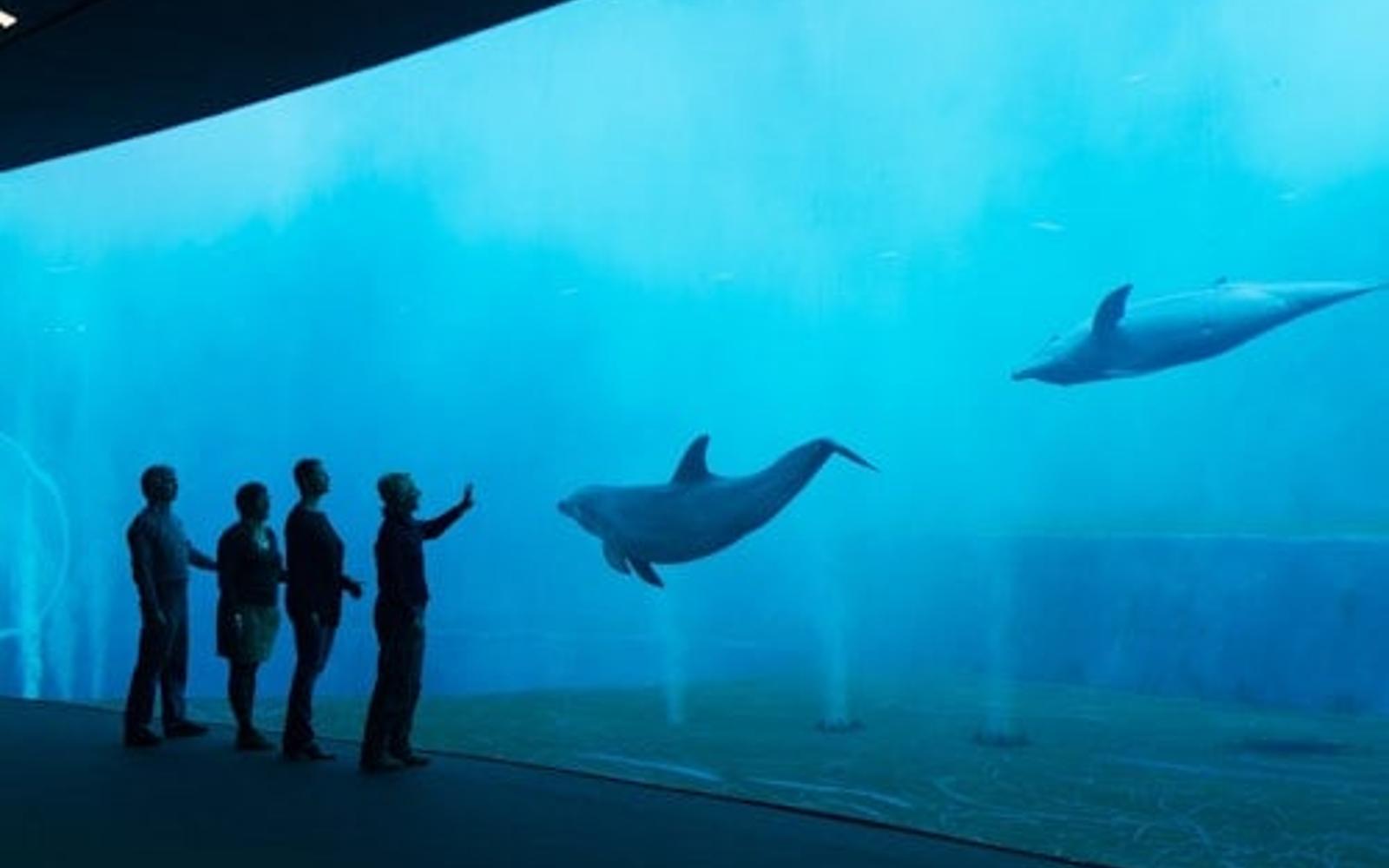 Aquarium of Genoa: Entry Ticket + Ice Cream Tasting
