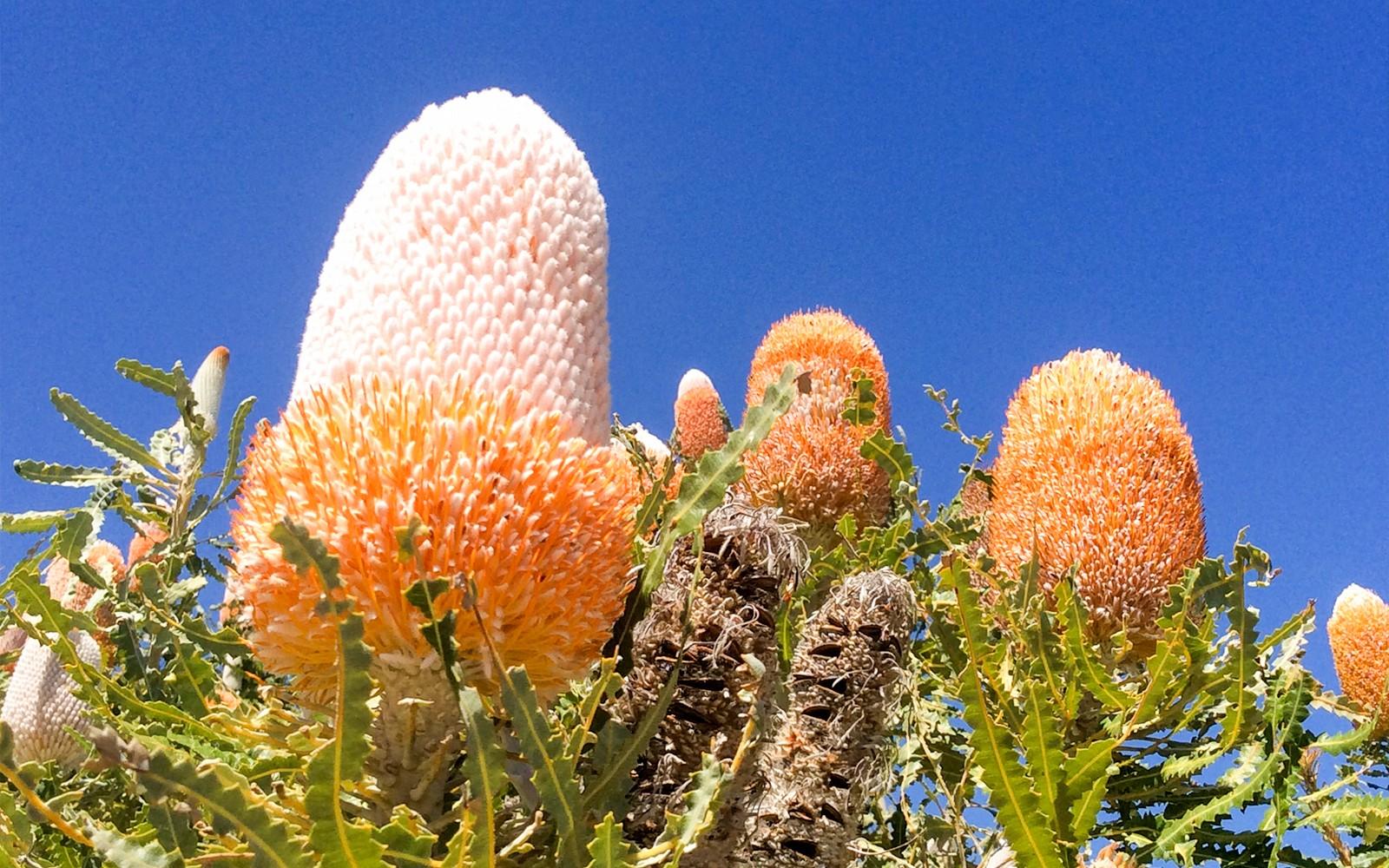 10-Hour Guided Tour of Australia's Pinnacles with Lunch & Round-Trip Hotel Transfers