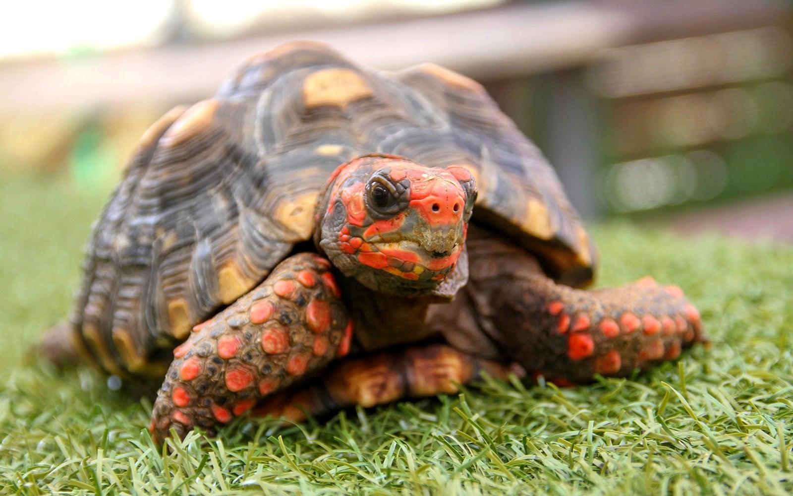 Miami: Everglades Holiday Park Animal Encounter Experience Tickets at Everglades Holiday Park, Miami