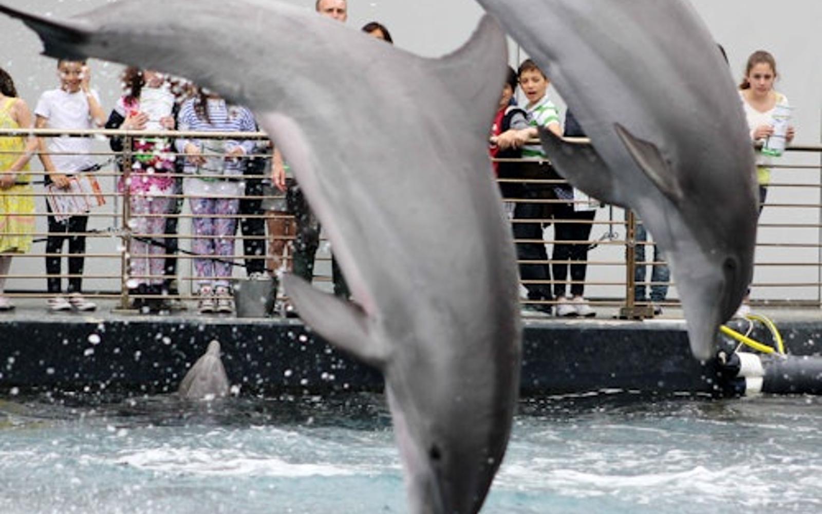 Aquarium of Genoa: Entry Ticket + Lunch or Breakfast