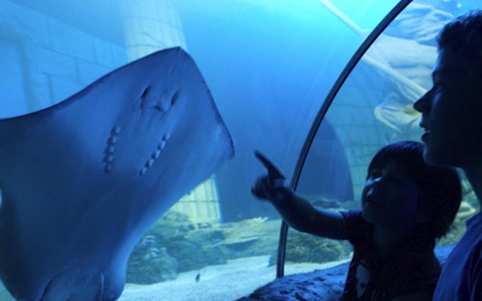پاس سالانه SEA LIFE پورتو