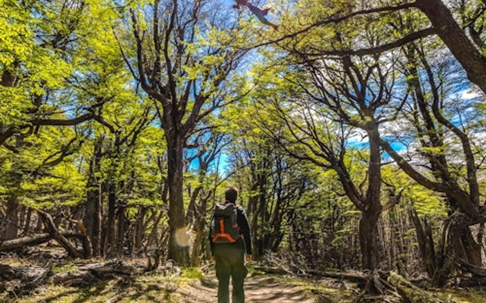 El Chaltén: Full-Day Guided Tour + Roundtrip Transfer + Lunch tickets at Day Trips from El Calafate, El Calafate