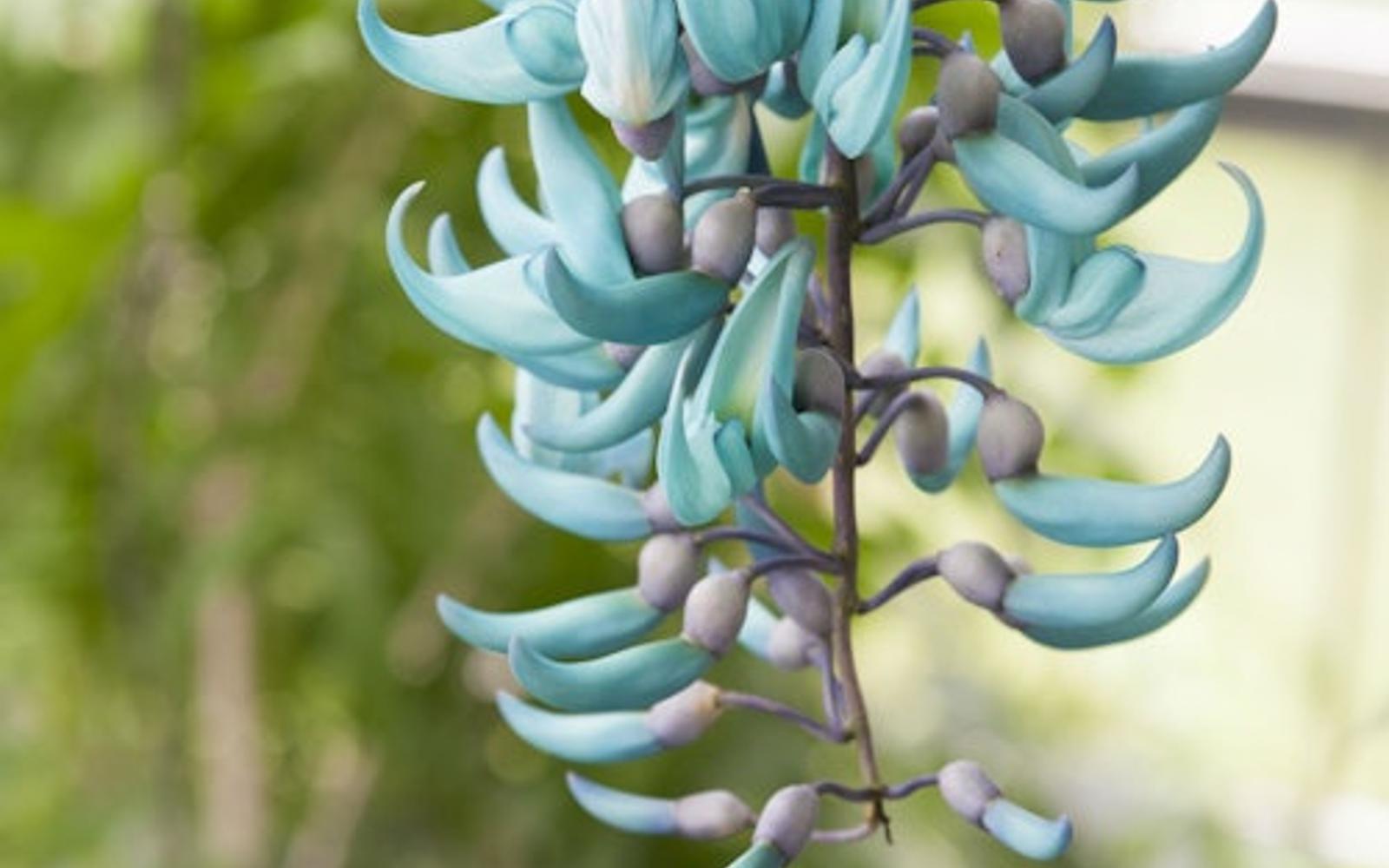 Hortus Botanicus Leiden: Skip The Line Ticket