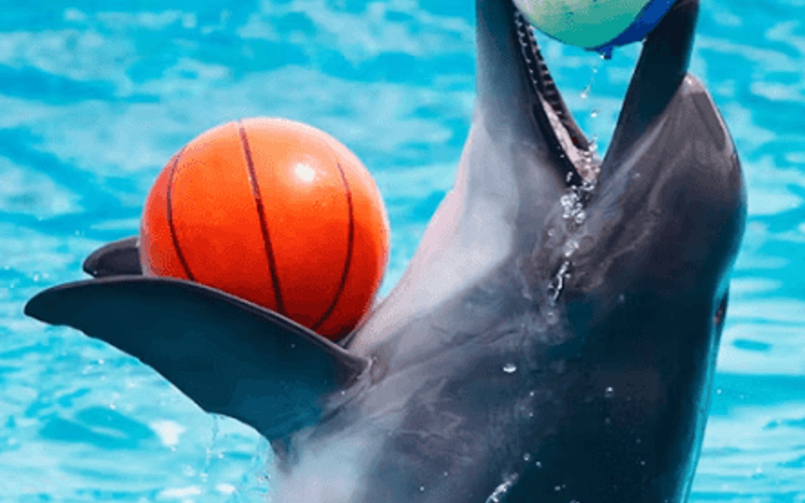 Dubai Dolphinarium: Dolphin and Seal Show tickets at Dubai Dolphinarium, Dubai