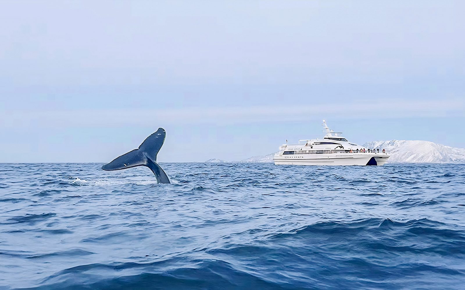 From Tromso: Whale Watching Tour On Motor Catamaran