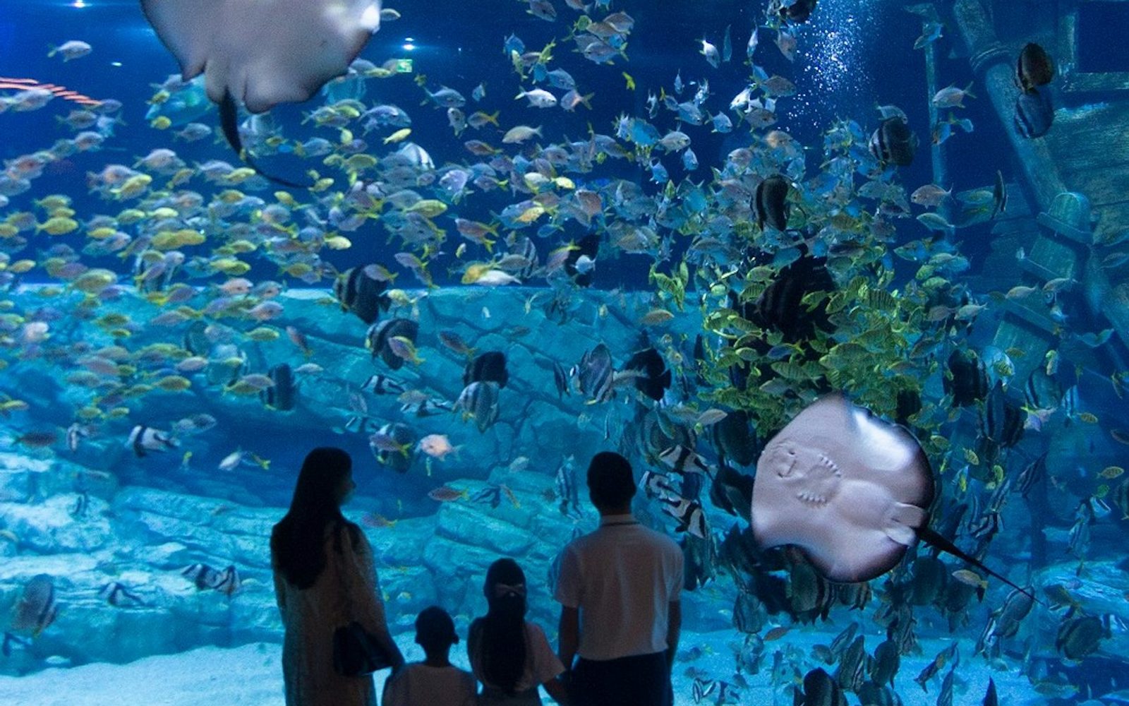 Lotte World Aquarium Hanoi: Entry Ticket