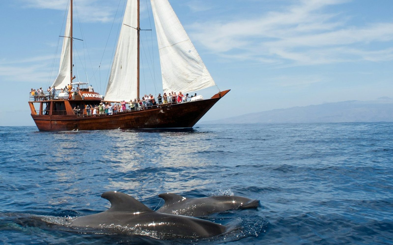 Costa Adeje: 2-Hr Guided Whale & Dolphin Watching Cruise