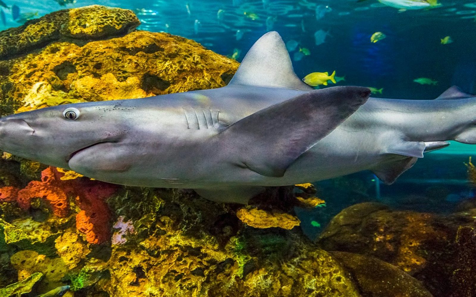 Ripley's Aquarium of Canada: Entry Ticket