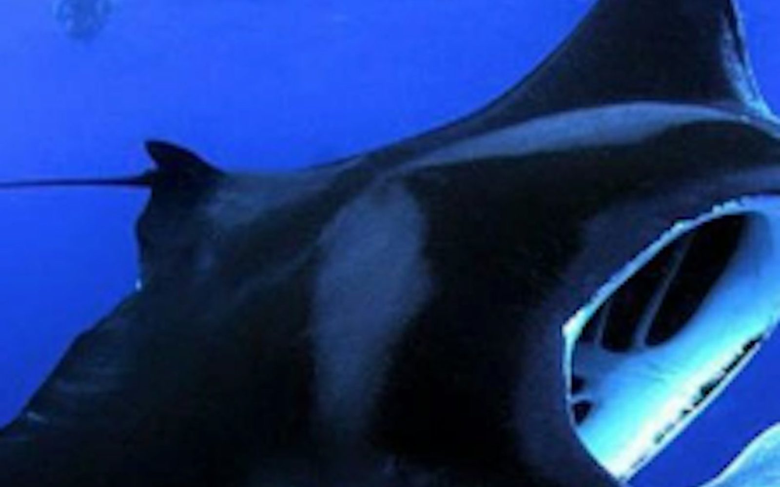 Manta Ray Night Adventure