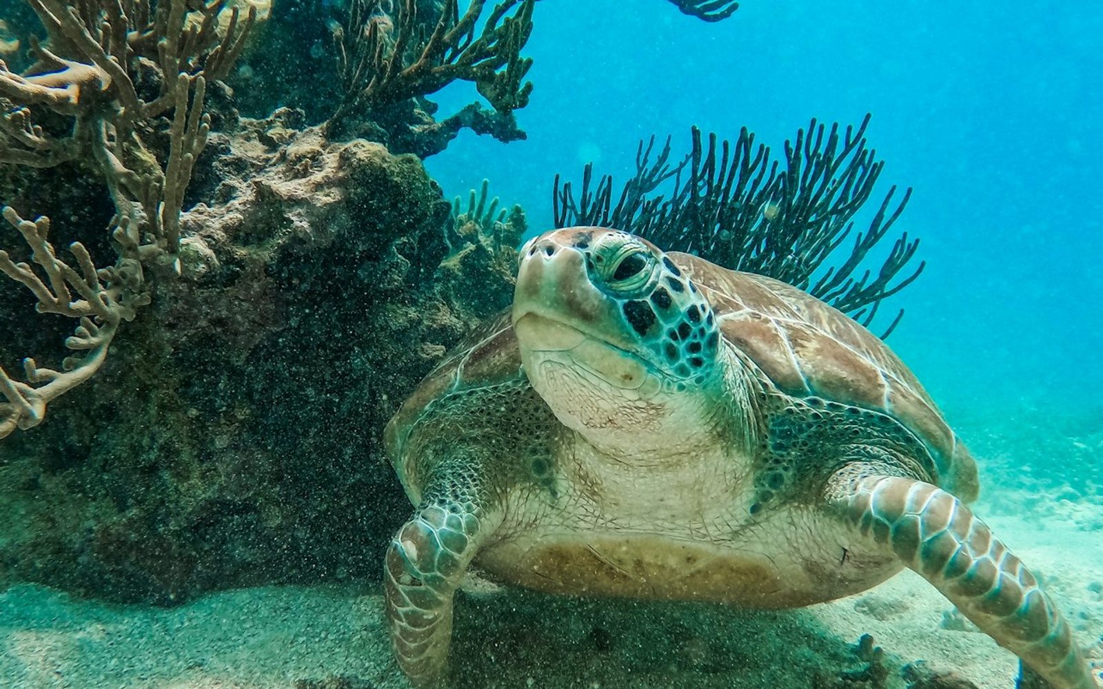 Tulum: Guided Snorkeling Tour