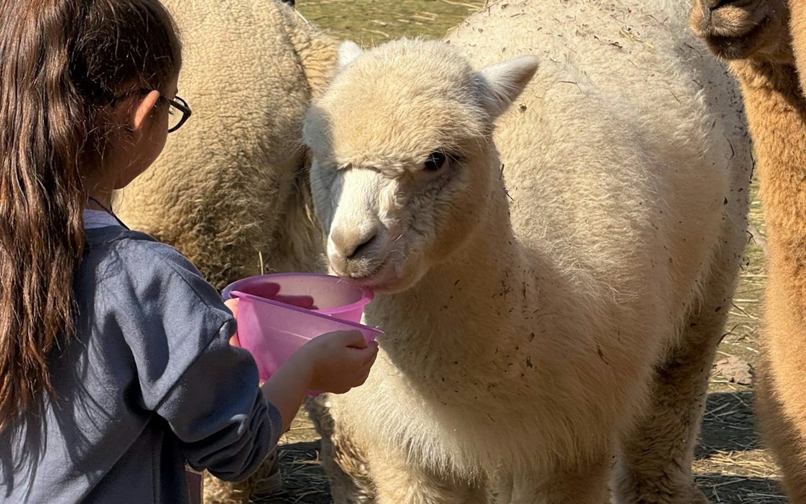 GROW UP - Alpaca del Monviso - Alpaca Farm: Guided Tour