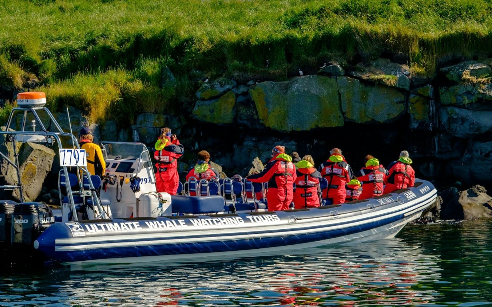 Iceland: Premium Puffin Tour From Reykjavík