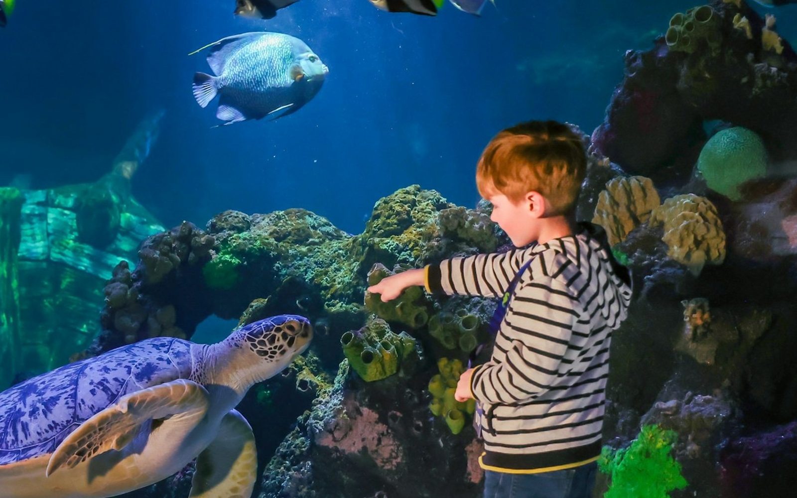 SEA LIFE Timmendorfer Strand: Entry Ticket
