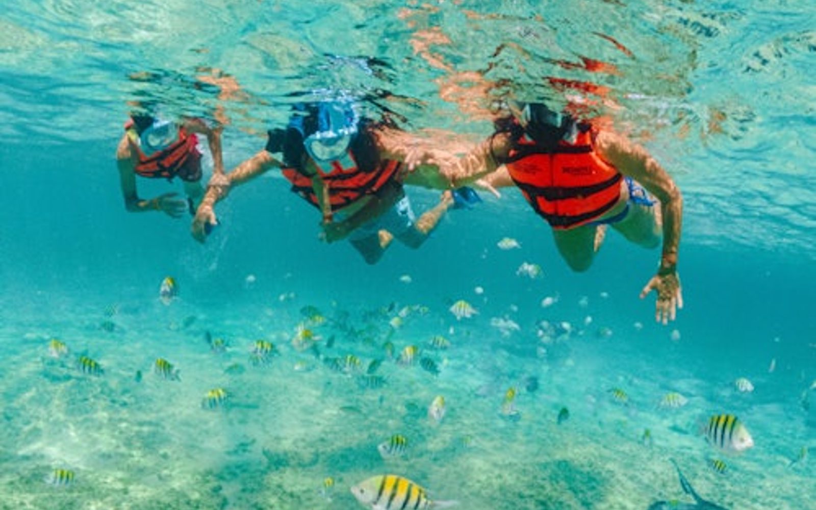 Xcaret Park: Entry Ticket