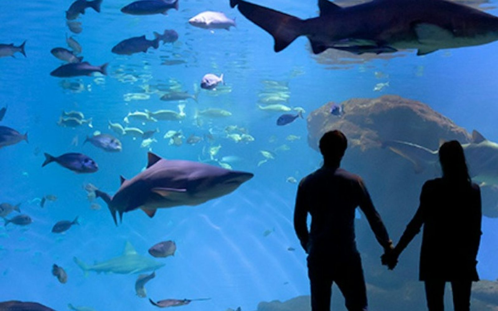 Palma Aquarium: Skip The Line Ticket + Optional 3D Cinema Aquadome