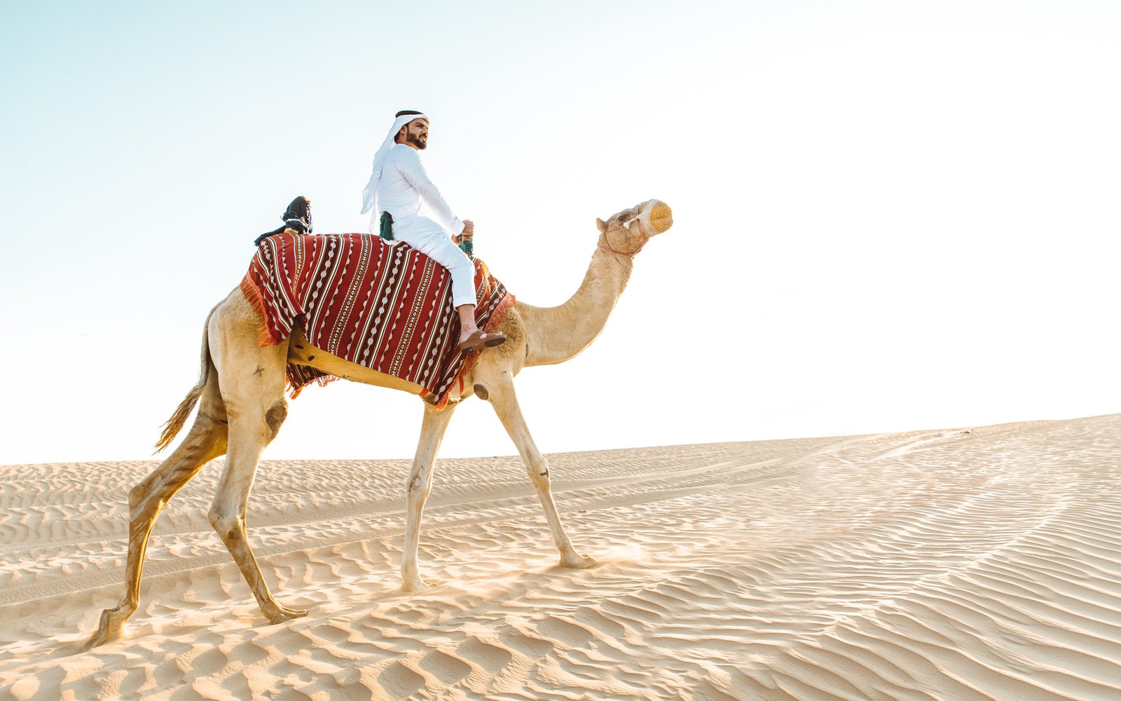 Abu Dhabi Camel Trekking Safari with Arabic Coffee & Dates