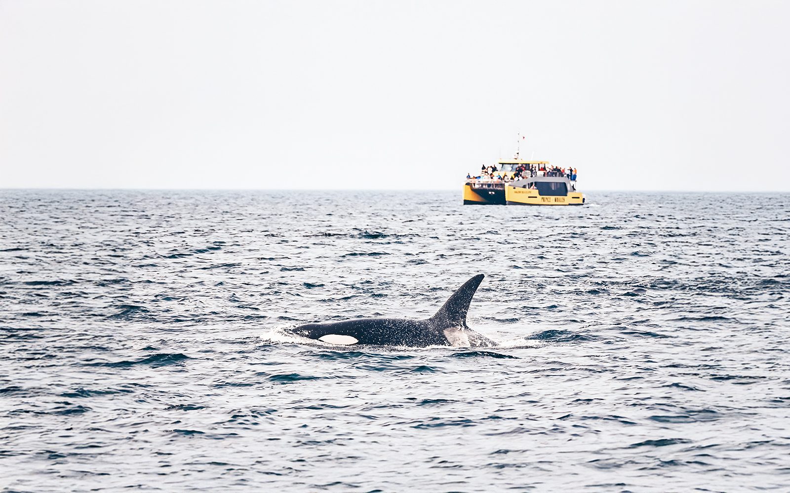 Victoria Whale Watching Tours by Covered Boat