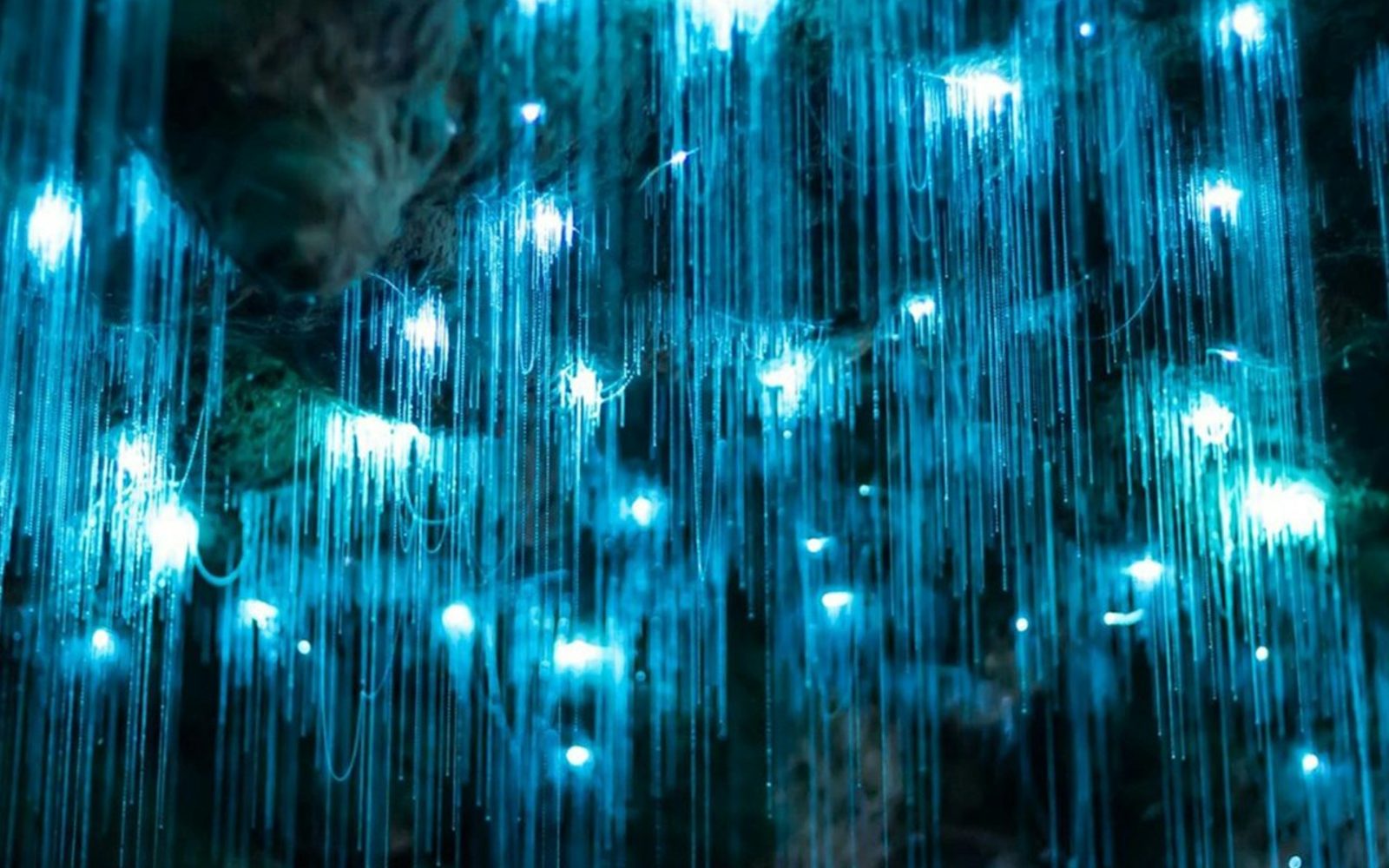 Tamborine Mountain: Hop-on Hop-off Bus Tour + Glow Worm Caves