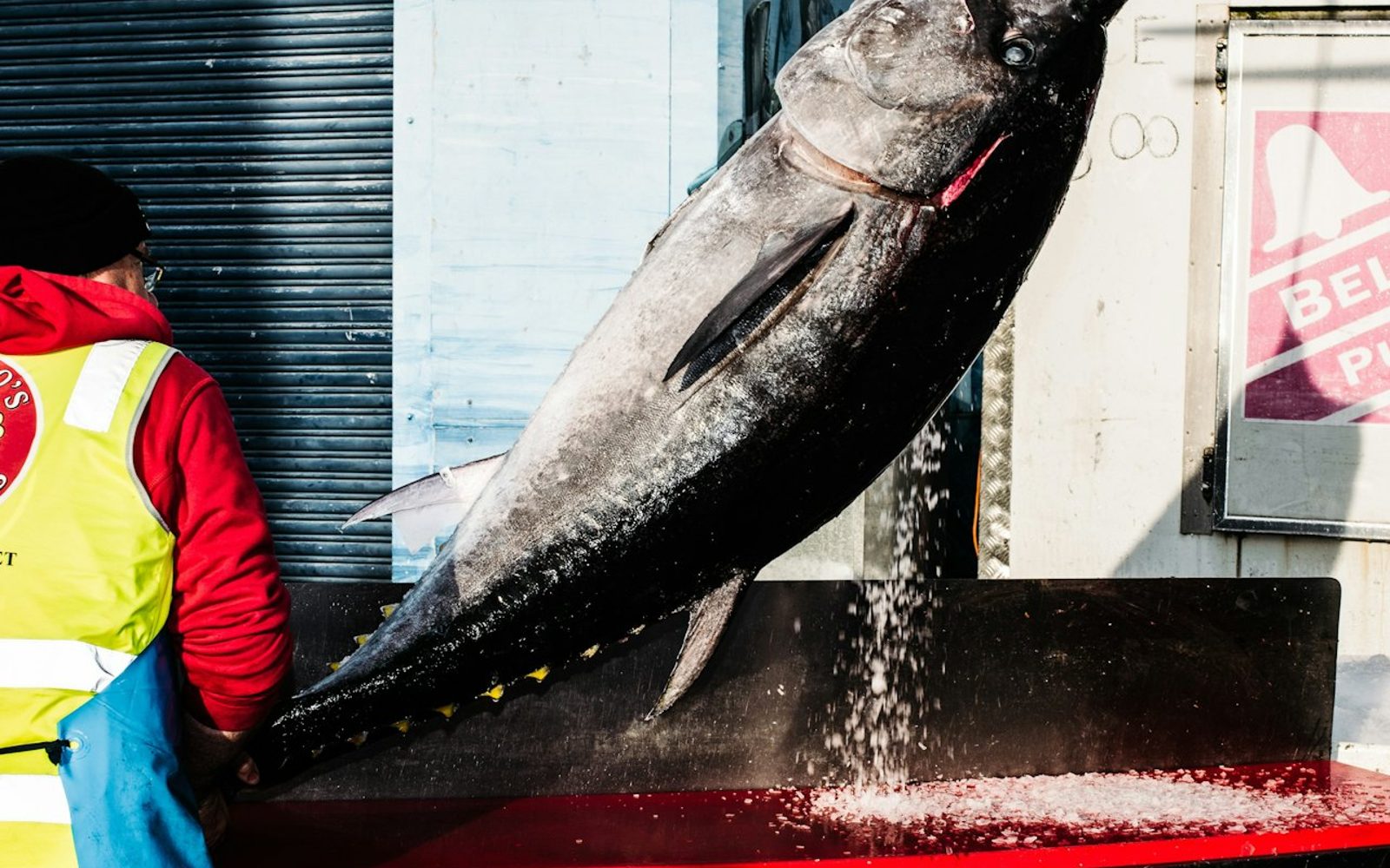 Sydney Fish Market: Behind-the-Scenes Auction Floor Tour
